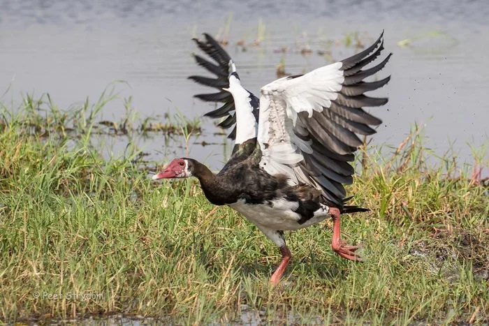 Spur-winged Goose: A Poisonous Bird with Sharp Sharpenings on Its Wings. Even Lions and Leopards Fear This Fierce Goose - Гусь, Birds, Wild animals, Yandex Zen, Yandex Zen (link), Longpost