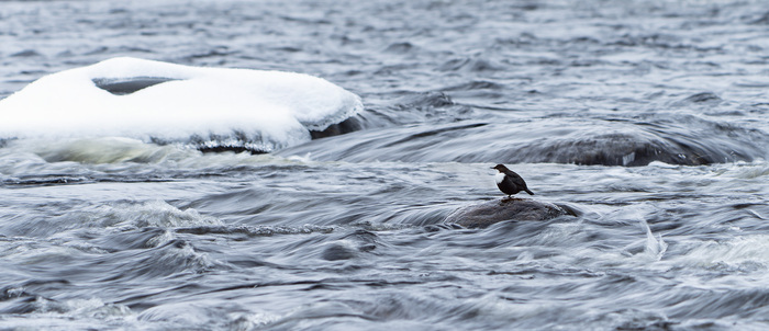  ,         ,      , ,    ""  .