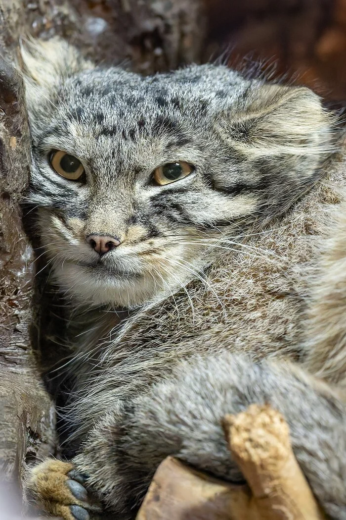 Well... What did you bring? - Wild animals, Zoo, Predatory animals, Cat family, Pallas' cat, Small cats