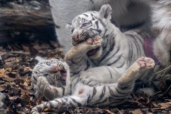 Yours snuck into my mouth! - Wild animals, Zoo, Predatory animals, Cat family, Big cats, Tiger cubs, Tiger, Bengal tiger, White tiger, Animal games