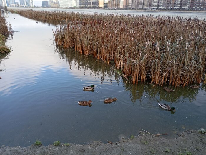 Местные жители. Вода местами подернута льдом и утки его остервенело разламывают. Зачем? Не уточнял.