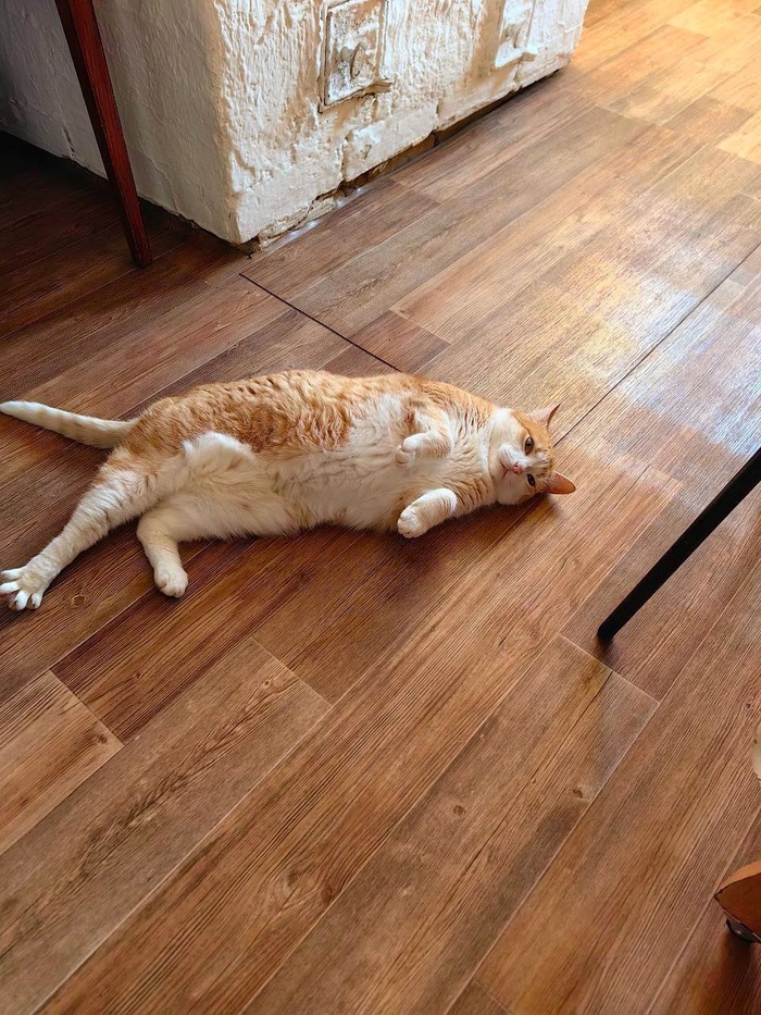 Фото Яны Павловой из выка по жирной красоте: