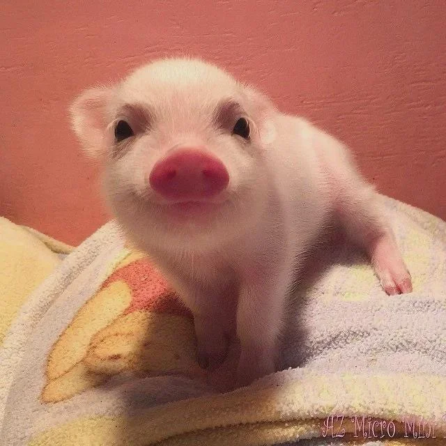 Smiling pig - Animals, Piglets