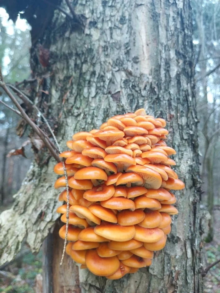 Winter honey fungus - flammulina - My, Mobile photography, Mushrooms, Honey mushrooms, Nizhny Novgorod Region, Longpost