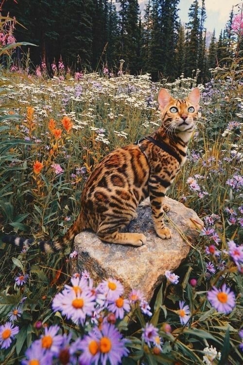 ,   ?  , ,  , , ,  , , 
