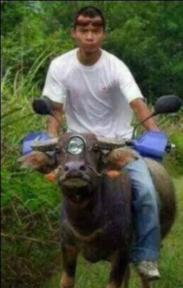 Мотоцикл? Юмор, Странности, Странный юмор, Забавное, Мемы, Генератор мемов, Транспорт, Транспортировка, Животные, Мото, Мотоциклисты, Гужевой транспорт, Фотография, Необычное