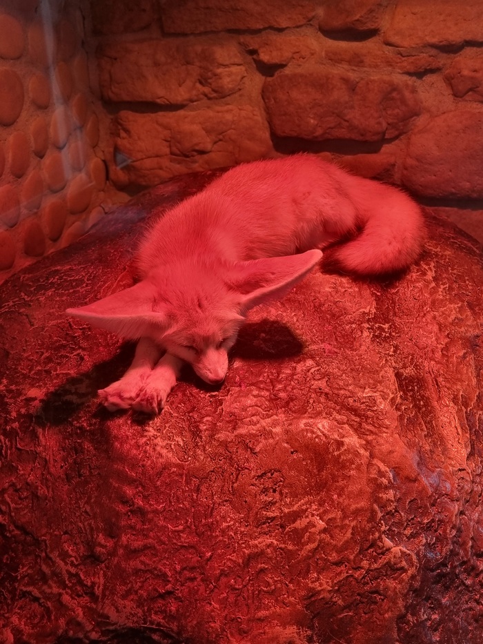 Сегодня холодно и он греется под лампой