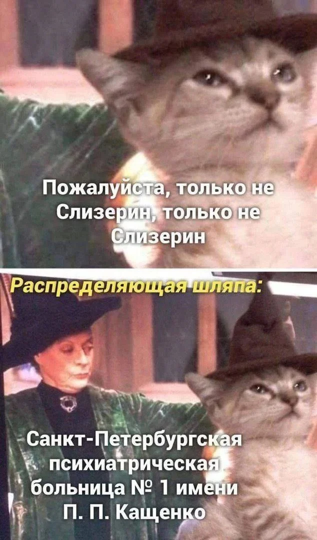 Bad faculty - Picture with text, Humor, Distribution hat, Kashchenko, cat