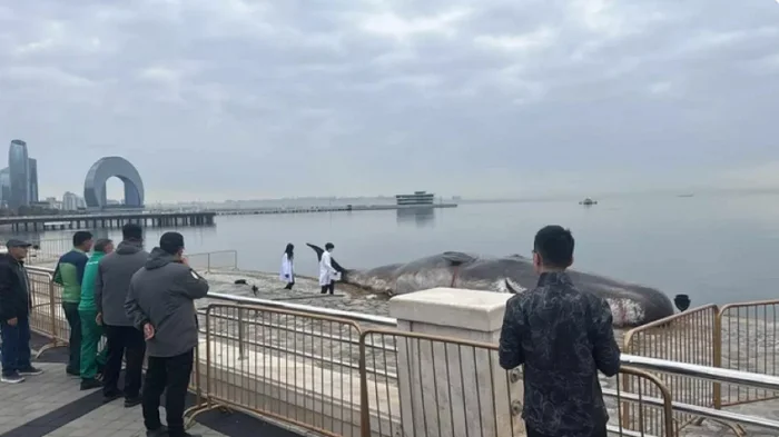 Sperm whale in the Caspian Sea - Baku, Caspian Sea, Sperm whale