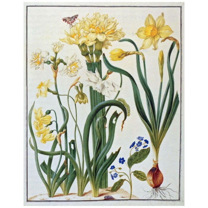  (. Narcissus)    (Omphalodes verna).  1670 . , ,  .  . . IX. . 8. . 25   : <!--noindex--><a href="https://pikabu.ru/story/khudozhnitsa_mariya_sibilla_merian__botanika_v_zhivopisi_12025162?u=http%3A%2F%2Felementy.ru&t=elementy.ru&h=faf41a77f789fc7cbc03200db2f9b343cddb4eeb" title="http://elementy.ru" target="_blank" rel="nofollow noopener">elementy.ru</a><!--/noindex-->