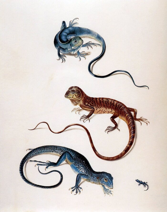 - (. Tropidurus),   (. Holbrookia),   (Ameiva surinamensis)   (. Gecconidae). 16991701 . , ,  .  .  IX. . 8. . 65   : <!--noindex--><a href="https://pikabu.ru/story/khudozhnitsa_mariya_sibilla_merian__botanika_v_zhivopisi_12025162?u=http%3A%2F%2Felementy.ru&t=elementy.ru&h=faf41a77f789fc7cbc03200db2f9b343cddb4eeb" title="http://elementy.ru" target="_blank" rel="nofollow noopener">elementy.ru</a><!--/noindex-->