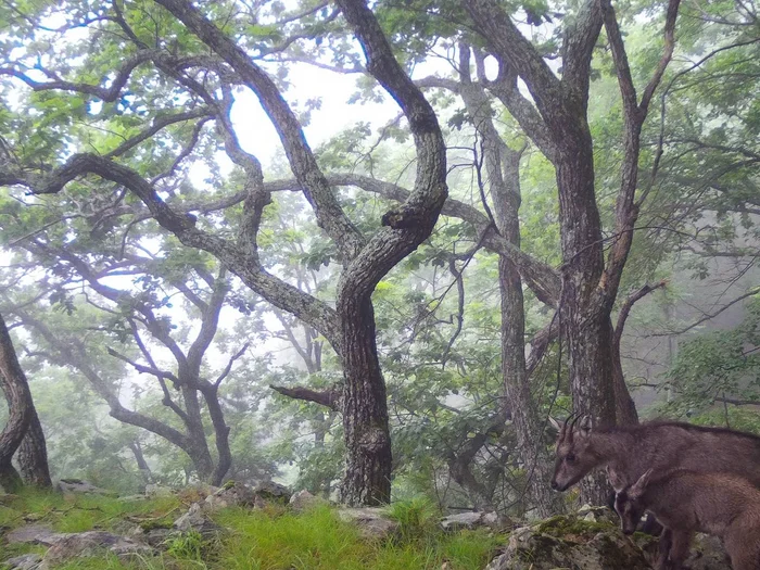 Goralikha with goralyonok - Goral, Young, The photo, Phototrap, Wild animals, wildlife, Primorsky Krai, Reserves and sanctuaries, Ungulates, Polar horns, Artiodactyls, Rare view, Telegram (link)