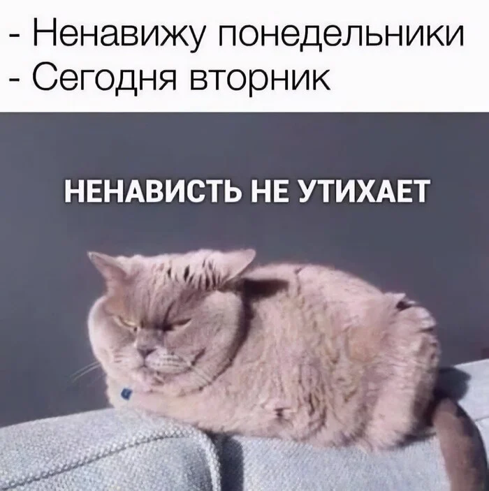 Every time - Humor, cat, Picture with text, Monday, Repeat