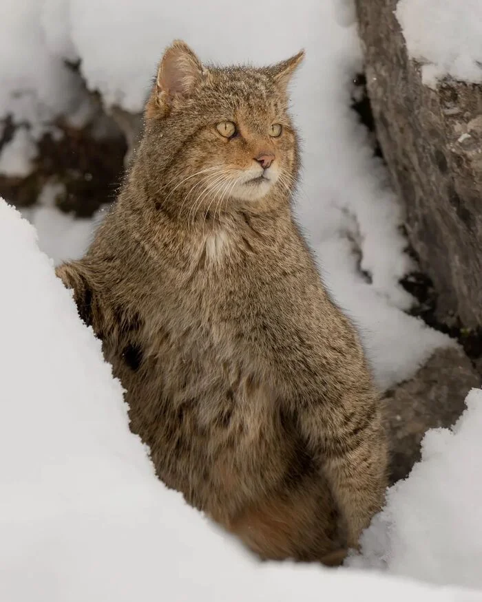 Forest cat and snow - Forest cat, Small cats, Cat family, Predatory animals, Wild animals, wildlife, Spain, Snow, Video, Vertical video, The photo, Soundless, Longpost