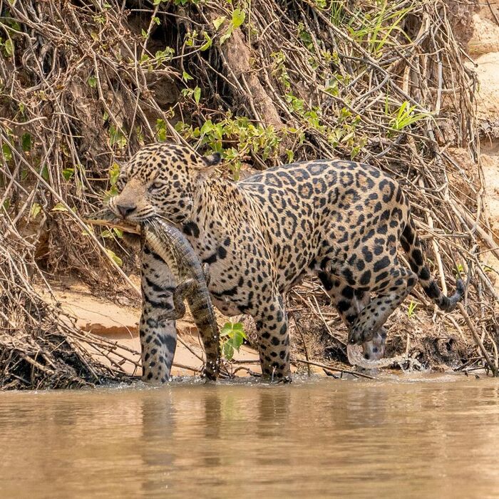 Instead of eating the caiman, he swam away with it. - Jaguar, Big cats, Cat family, Predatory animals, Wild animals, wildlife, South America, River, Mining, Caiman, The photo, Longpost