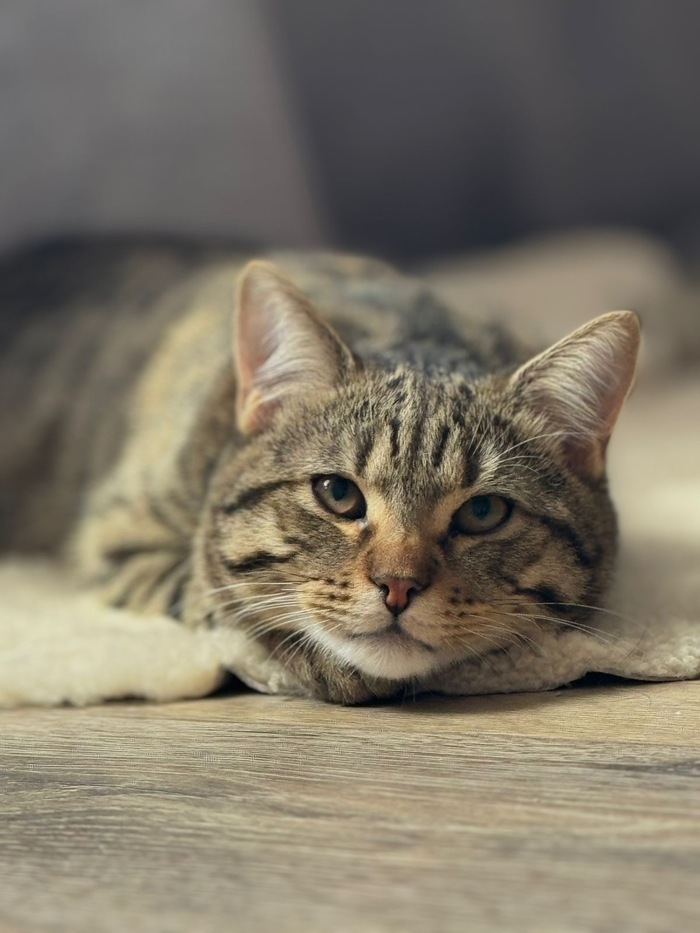 ������, ��������) 