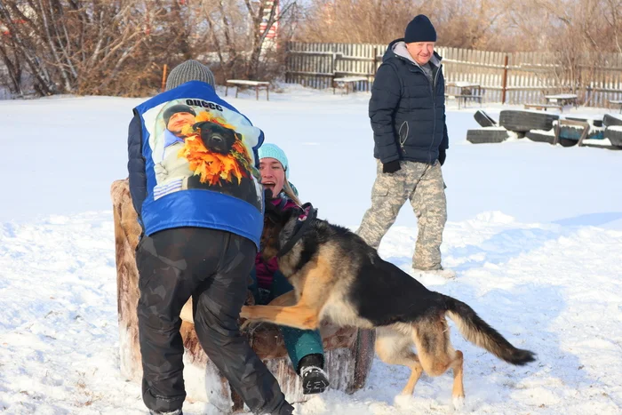 Дрессировка собак в Омске ОЦССС 09.11.2024 - Собака, Щенки, Омск, Дрессировка, Оцссс, Друг, Забота, Доброта, Собаководство, Друзья, Длиннопост