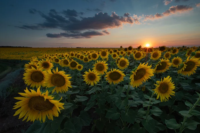 Evening in July - My, Sunflower, Sunflower, Rostov region, Sunset, Landscape, The photo