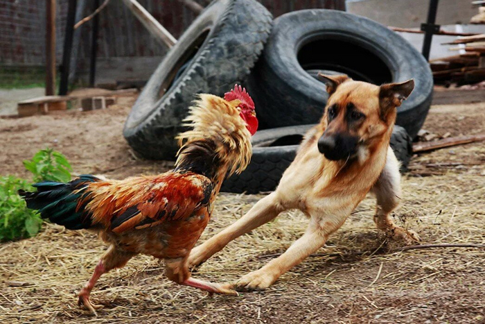 Слышь, блохастый, ты иерархию не попутал?!