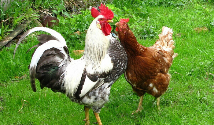 Ты глянь на него, опять с этой Светкой гулял?! Да она же ку-ри-ца!!!