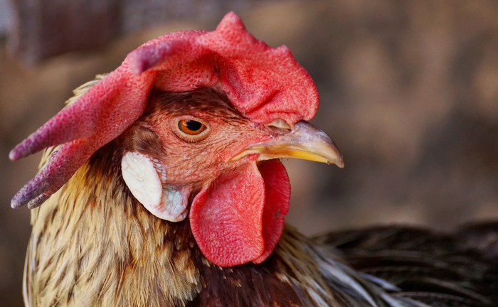 Кстати, именно поэтому у самцов такие мясистые гребни на шее и голове. Если это украшение в ссадинах или ранах, всем сразу видно, что такой петух на низкой ступени иерархии.