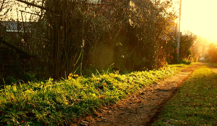 November: A sunny day before a cloudy week - My, The photo, Landscape, Gimp, Autumn, Road, Rut, Golden hour, SNT, Grass, Daily routine