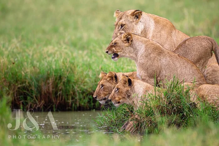 Pride ponders how to reach a hippo stuck in a swamp - Pride, a lion, Big cats, Cat family, Predatory animals, Wild animals, wildlife, Reserves and sanctuaries, Masai Mara, Africa, Swamp, The photo