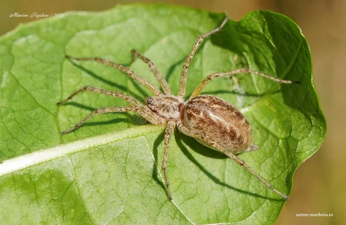 Allagelena thin (Allagelena gracilens) - My, Spider, Arachnology, Arachnids, Longpost