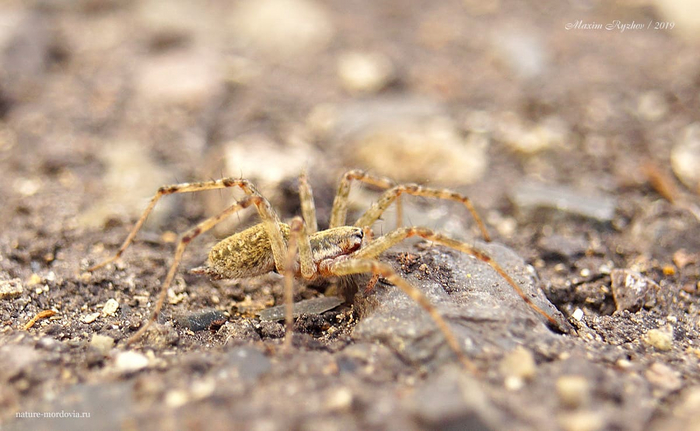    (Allagelena gracilens)