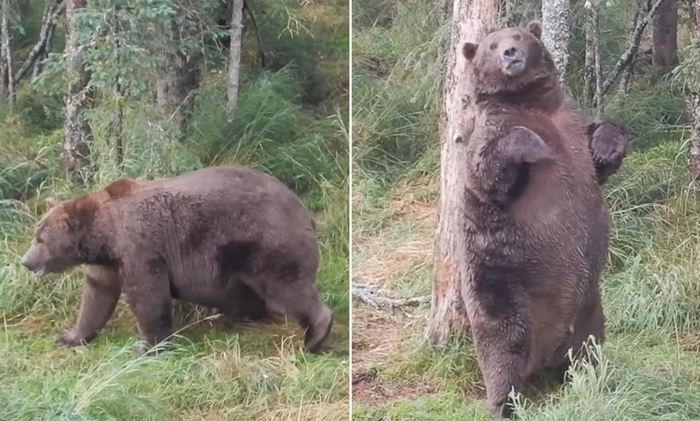 Кто-то уже готов к спячке на все 100!