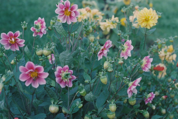 �������� 1/125, ��������� 2.8, ISO 200. ��� ������ ������ ������������� �������� ������������� �������� ������, ���� ����������� ����������� ������� ������������ ����, ��� �� ������ � ������������.