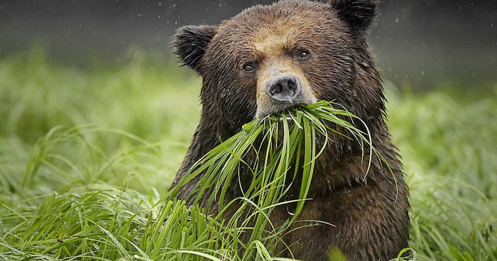 Голод — не тётка. Захочет, и царь тайги траву есть начнет!