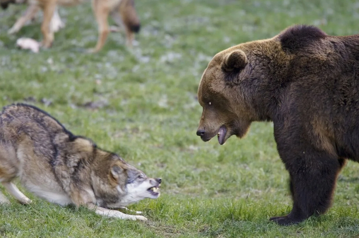 А прогнать волков от их же добычи, вообще излюбленная тактика мишек!