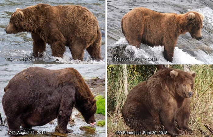Это не четыре разных медведя, а два в разные периоды набора массы. Разница между фотографиями всего 2-3 месяца!