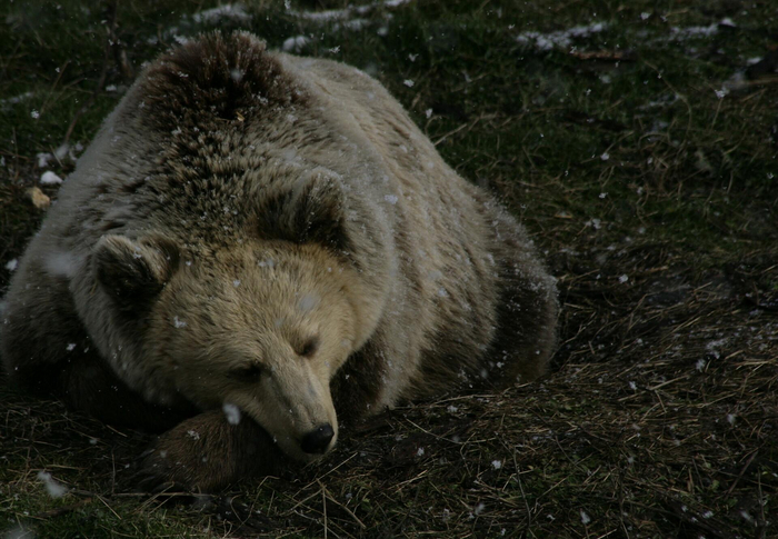 Бурые жировые отложения находятся на «горбу» животного. Между лопаток.