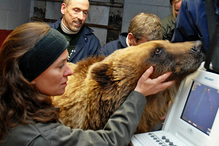 Исследование по изучению геномов медведя в спячке проводили вот так. По глазам мишки понятно, что он в шоке от того, что сейчас происходит.