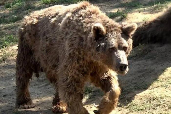 Все мы выглядим как этот мишка после 4 часов сна.