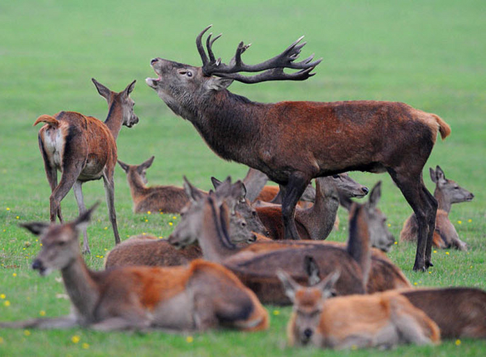 А не спеть ли мне песню... АААА ЛЮБВИ!