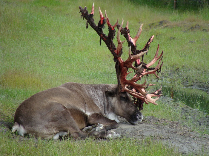 Не переживайте, с рогами зверя всё хорошо. Так с них сходит кожа, когда они полностью костенеют. Теперь этот воин с шикарным вооружением готов к бою!