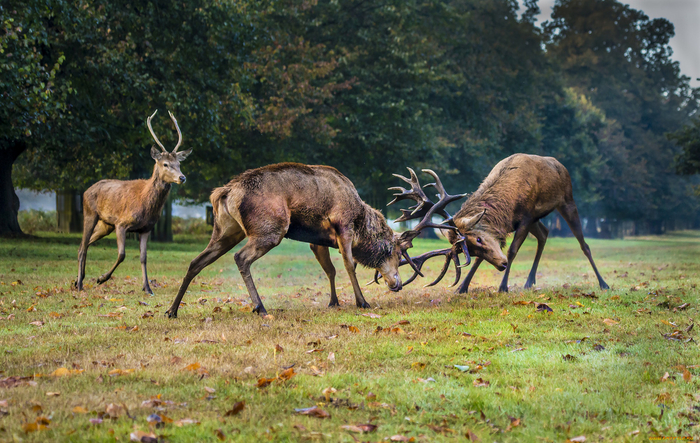 Типичная стрелка пацанов за школой.