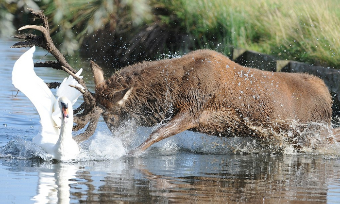 В ярости олени нападают на всё, что движется!