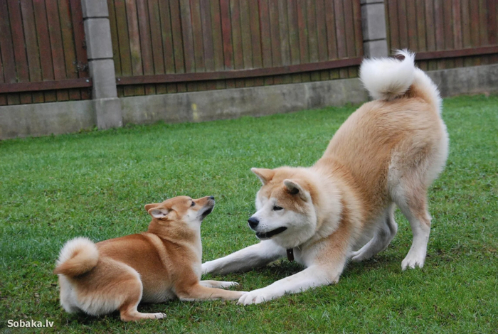 Не буду я с тобой играть, уголовник (слева — взрослая сиба-ину; справа — взрослая акита-ину)!