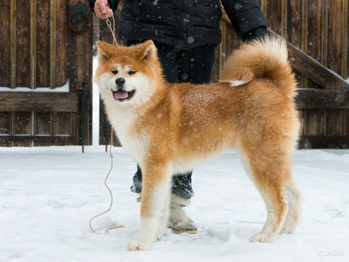 В квартире таким барбосам будет не очень — им лучше в вольере в частном доме.