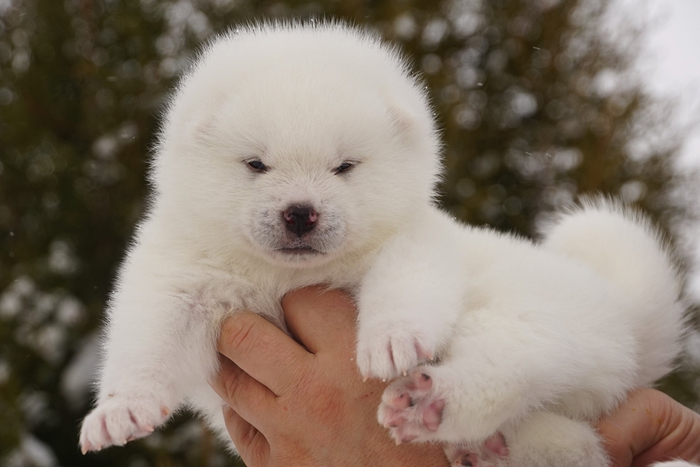Сладкий пирожок с начинкой из злости.