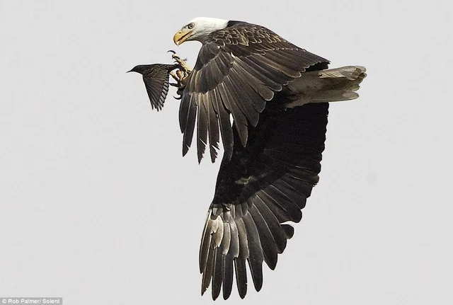 Bald Eagle: The Black Hole of the Bird World. A Super Predator with 400 Species in Its Diet! - Bald eagle, Predator birds, Animals, Wild animals, Yandex Zen, Yandex Zen (link), Longpost