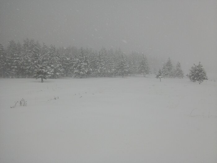 Во время снегопада на возвышенности в лесу
