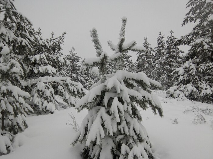 Лес на возвышенности и снег