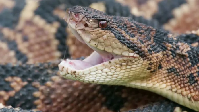 Bushmaster: The largest viper. Is its reputation as the Evil Demon justified? - Vipers, I, Snake, Animals, Wild animals, Yandex Zen, Yandex Zen (link), Longpost