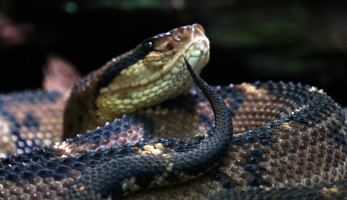 Выставляет свой хвостовой клык напоказ. Змей явно им гордится!