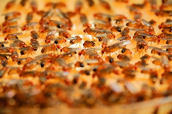 Похоже на час пик в метро.